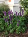 Hagelupin (Lupinus polyphyllus)