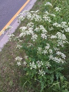 Giant Hogweed (Heracleum mantegazzianum)