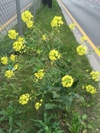 Russekål (Bunias orientalis)