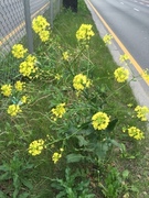 Russekål (Bunias orientalis)