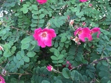 Rynkerose (Rosa rugosa)