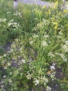 Giant Hogweed (Heracleum mantegazzianum)