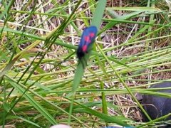 Stor bloddråpesvermer (Zygaena lonicerae)