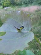 Puss Moth (Cerura vinula)