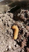 Broad-bordered Yellow Underwing (Noctua fimbriata)