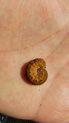 Broad-bordered Yellow Underwing (Noctua fimbriata)