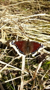 Sørgekåpe (Nymphalis antiopa)