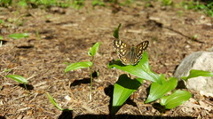 Speckled Wood (Pararge aegeria)