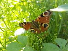 Dagpåfugløye (Aglais io)