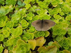 Meadow Brown (Maniola jurtina)