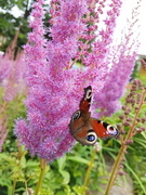 Dagpåfugløye (Aglais io)
