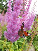 Dagpåfugløye (Aglais io)