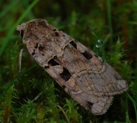 Triangelbakkefly (Xestia triangulum)