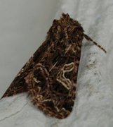 Fiolett nellikfly (Sideridis rivularis)