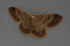 Randengmåler (Idaea biselata)