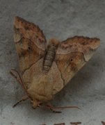 The Dun-bar (Cosmia trapezina)