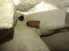 Small Square-spot (Diarsia rubi)