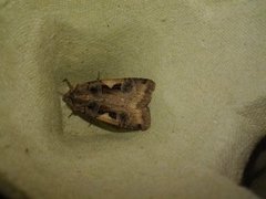 Setaceous Hebrew Character (Xestia c-nigrum)
