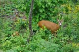 Rådyr (Capreolus capreolus)