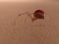 Rødstripet kule-edderkopp (Enoplognatha ovata)
