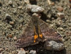 Light Orange Underwing (Archiearis notha)