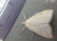 Pale Straw Pearl (Udea lutealis)