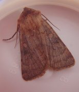 Six-striped Rustic (Xestia sexstrigata)
