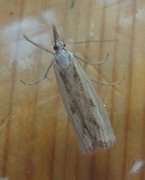 Barred Grass-veneer (Agriphila inquinatella)