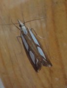 Treflekket nebbmott (Catoptria permutatellus)