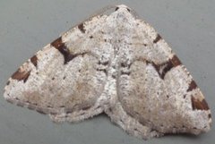 Ripsbuemåler (Macaria wauaria)
