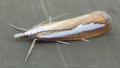 Pearl-band Grass Veneer (Catoptria margaritella)