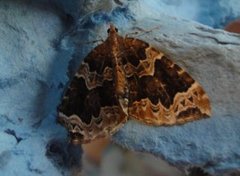 The Phoenix (Eulithis prunata)