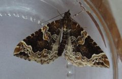 The Phoenix (Eulithis prunata)