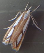 Treflekket nebbmott (Catoptria permutatella)