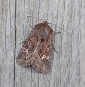 Svart sumpfly (Celaena haworthii)