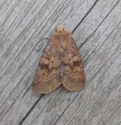 Barred Chestnut (Diarsia dahlii)