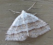 Linjelundmåler (Mesotype parallelolineata)