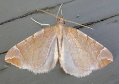 The Chevron (Eulithis testata)