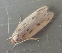 Brown House Moth (Hofmannophila pseudospretella)