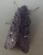 Black Rustic (Aporophyla nigra)