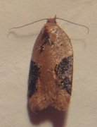 Buskflatvikler (Acleris laterana)