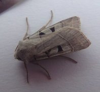Autumnal Rustic (Eugnorisma glareosa)