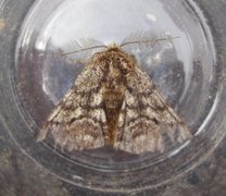 Brindled Beauty (Lycia hirtaria)