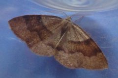 Barred Umber (Plagodis pulveraria)