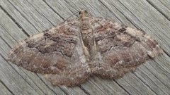Scarce Tissue (Rheumaptera cervinalis)