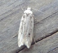 White-shouldered House Moth (Endrosis sarcitrella)