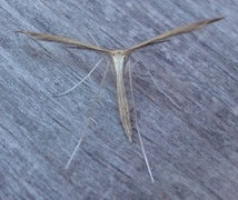 Fjærmøll (Pterophoridae)