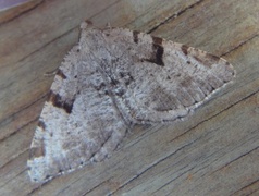 The V-Moth (Macaria wauaria)