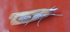 Toflekket nebbmott (Catoptria pinella)