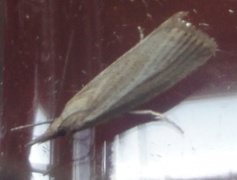Pearl Veneer (Agriphila straminella)